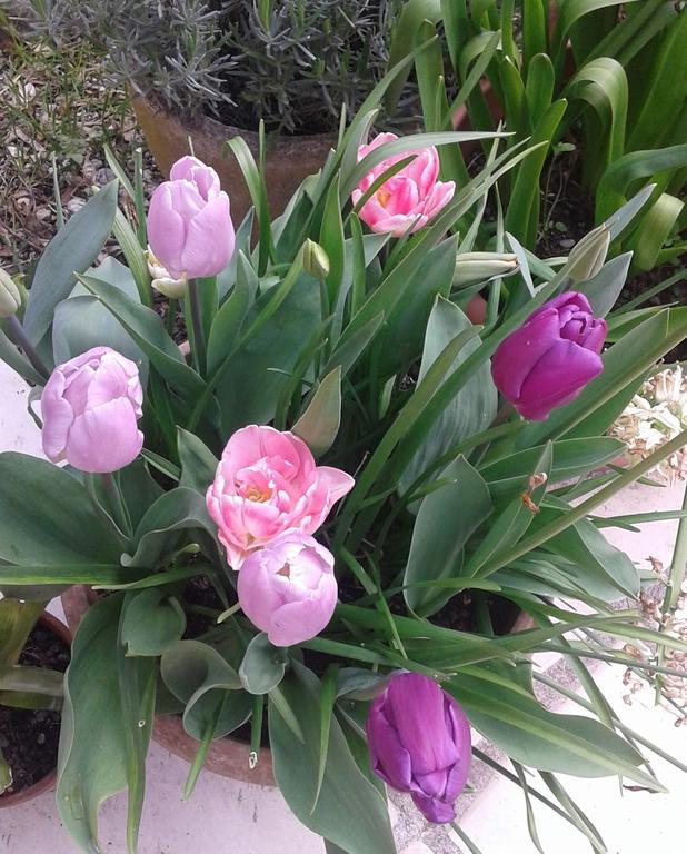 לינה וארוחת בוקר Nouâtre La Cle Des Jardins מראה חיצוני תמונה